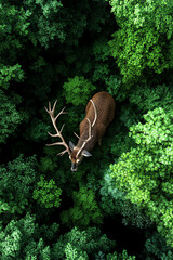Obraz premium Deer in a lush green forest from above
