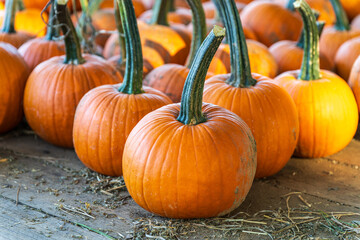 A bunch of pumpkins for sale