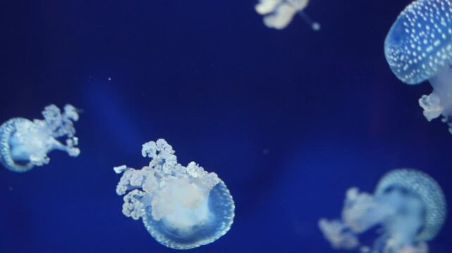 Tropical Jellyfish Phyllorhiza punctata white-spotted jellyfish aka floating bell, Australian spotted jellyfish underwater in aquarium of Monaco oceanography museum