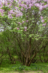 Lilac flowers blooming branch. Garden spring plant, Nature