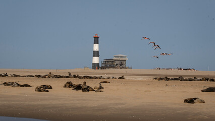Flamingos and Seals in Valwis Bay of Namibia, Southern Africa