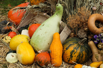 pumpkins and gourds on hay background, autumn harvest	