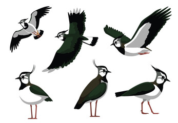 Northern Lapwing Bird Poses Vector Illustration
