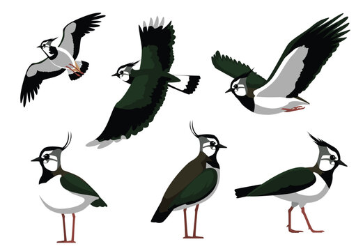 Northern Lapwing Bird Poses Vector Illustration