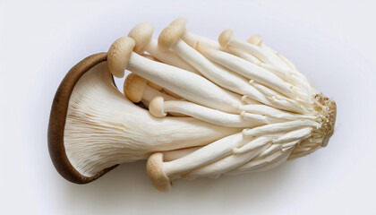 white beech mushroom, isolated against a clean, smooth white background