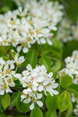 Pear blossom. White bud. Fruit tree flower. Spring nature