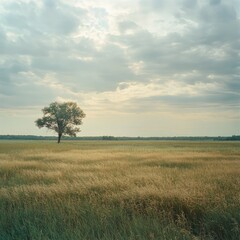 Fototapeta premium A wide, open field of tall grass under a cloudy sky, with a single oak tree standing in the distance