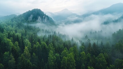 Fototapeta premium Mystical Misty Forest Landscape with Fog-Covered Mountains and Panoramic View in Aerial Photography