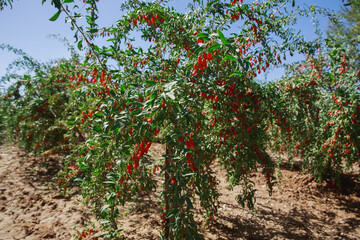 Goji berry fruits and plants in sunshine field © lzf