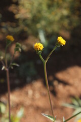 yellow tiny flower in the garden