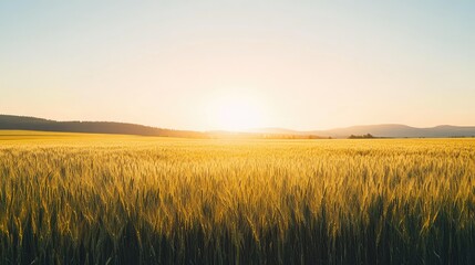 A wide view of barley fields, stretching out to the horizon under a clear, cloudless sky.