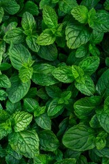 Lavender flowers texture background, lavandula perfume buds pattern, petals banner, fragrance lilac blossoms