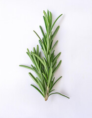Fototapeta premium Rosemary, isolated on a clean, smooth white background