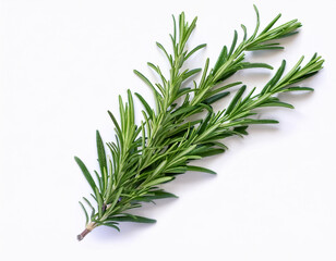 Fototapeta premium Rosemary, isolated on a clean, smooth white background