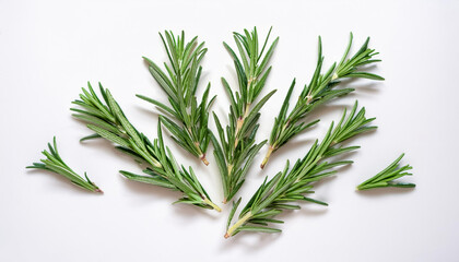 Fototapeta premium Rosemary, isolated on a clean, smooth white background