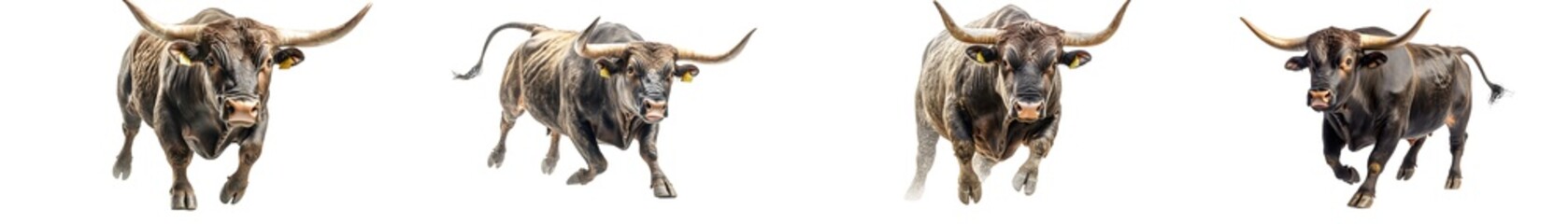 Powerful bull charging forward, showcasing their distinctive long hair and impressive horns in a serene natural setting.