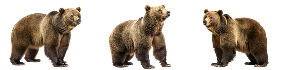 Fototapeta premium Grizzly bear standing tall on two legs