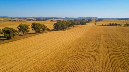 Obraz premium Aerial view of vast barley fields, bordered by trees and rolling hills under a clear blue sky.