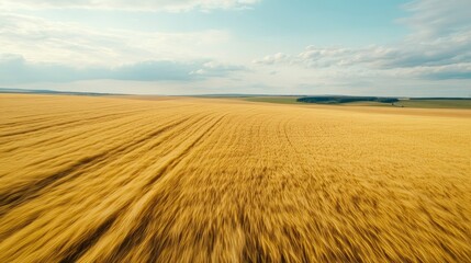 Fototapeta premium Aerial view of vast barley fields, with golden crops rippling in the wind under a partly cloudy sky.