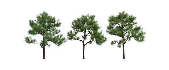 Three Pine Trees Isolated on White Background
