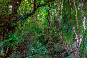 Crossing the interior of the dense Brazilian rainforest