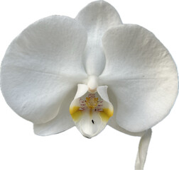 Flor branca de orquidea no fungo branco