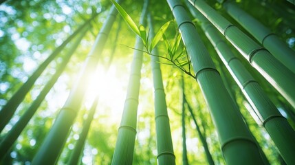 Obraz premium A low angle view of a dense bamboo forest with sunlight shining through the leaves.
