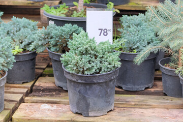 Seedlings of coniferous plants for landscape design. Potted Christmas tree seedlings are sold in plant nursery.