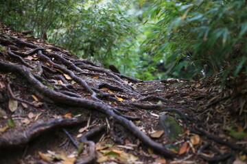 wonderful sanqing mountain in jiangxi provience, china