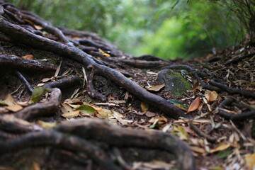 wonderful sanqing mountain in jiangxi provience, china