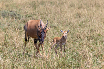 Mother and baby topi, Damaliscus lunatus jimela, in the grasslands of the Masai Mara National Park, Kenya. Topis are very fast antelopes that live in sociable groups in the savannah.