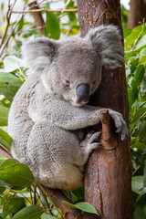 Fototapeta premium An adult koala, Phascolarctos cinereus, in a eucalyptus tree, Australia. This cute marsupial is endangered in the wild.