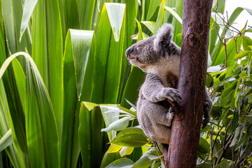 An adult koala, Phascolarctos cinereus, in a tree, Australia. This cute marsupial is endangered in the wild. Green foliage background with space for text.