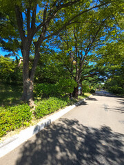 Beautiful Green trees in a city park, on a sunny day, Yeouido Park in Seoul, Korea, for a background	