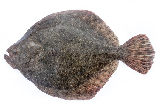 Black Sea turbot (Psetta maeotica) demersal fish. Azov smaller subspecies of flounder Scophthalmus maeoticus torosus adapted to fine-sanded bottom, adaptive behaviour, disruptive coloration. Isolated