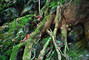 高知県の仁淀川町にある飛龍の滝にて