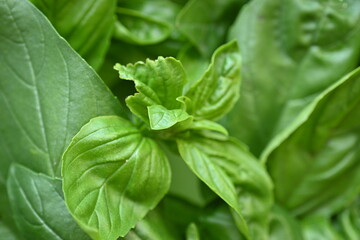 green basil leaf texture as a background, basil leaves closeup, green background basil leaf texture, growing basil in the garden, sustainable development in food	
