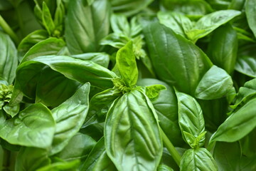 green basil leaf texture as a background, basil leaves closeup, green background basil leaf texture, growing basil in the garden, sustainable development in food	
