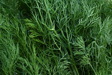 Obraz premium bunch of dill macro texture, close up texture of green dill, macro texture of dill, close up bunch of dill 