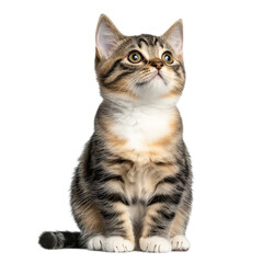 Fototapeta premium A small cat with a white belly and black stripes is sitting on a white background. The cat has a curious expression on its face, looking up at the camera