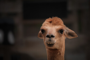 Obraz premium Adorable and cute alpaca with underbite