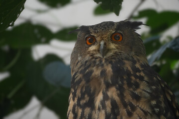 Eurasian Eagle-Owl watches with red eyes