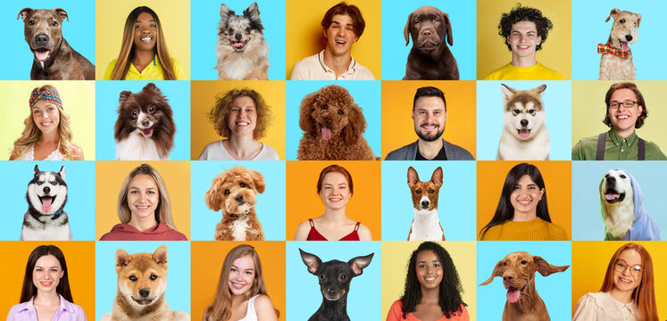 Collage made of portraits purebred dogs and people, seamlessly look alike posing against blue-yellow backgrounds. Concept of people and their pets, veterinary, friendship. Ad
