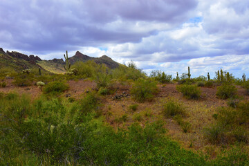 Sonora Desert Arizona Picacho Peak State Park