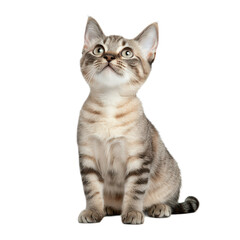 Obraz premium A cat is sitting on a white background. The cat is looking up at the camera with a curious expression