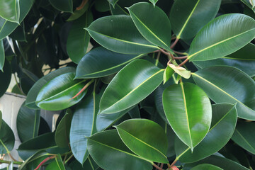 Ficus, leaves close-up. Close-up of green ficus leaves on a tree. Ficus elastica leaves close-up,...