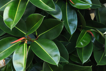 Ficus, leaves close-up. Close-up of green ficus leaves on a tree. Ficus elastica leaves close-up,...