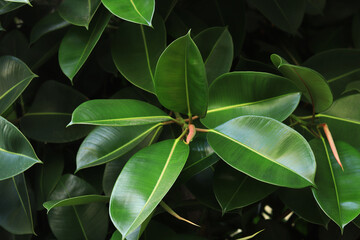 Ficus, leaves close-up. Close-up of green ficus leaves on a tree. Ficus elastica leaves close-up, rubber tree. Natural background with green large leaves