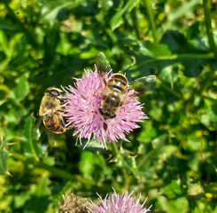Eristalis or drone flies sitting on pink thistle flower and collecting nectar with green blurred background 