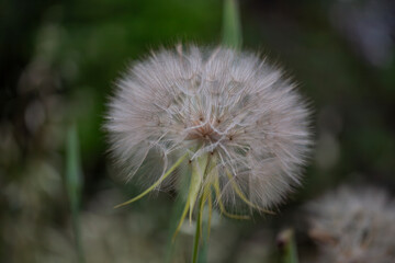 dandelion seed head